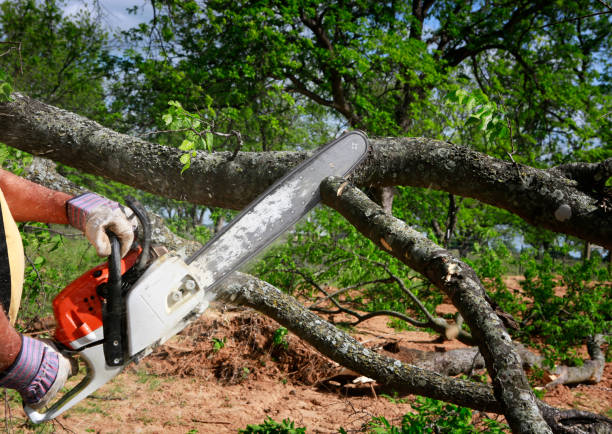 Trusted Foster City, CA Tree Care Services Experts